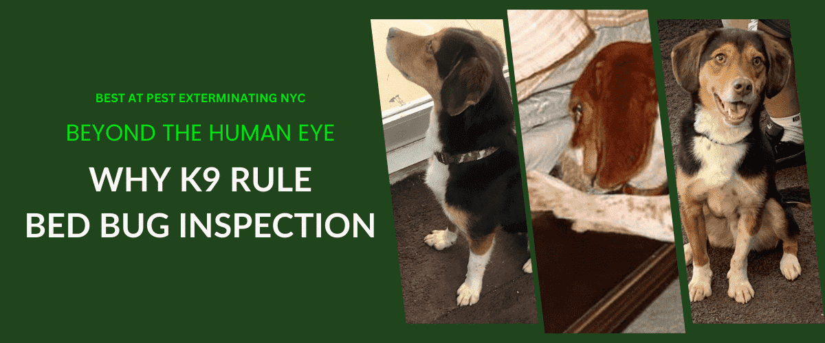 Beyond the Human Eye: Why K9s Rule Bed Bug Inspection