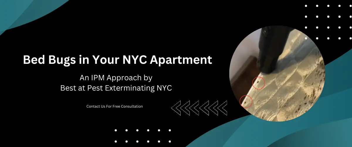 Removing Bed Bugs in Your NYC Apartment