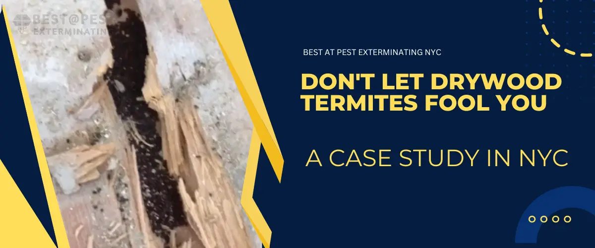 Don’t Let Drywood Termites Fool You: A Case Study in NYC