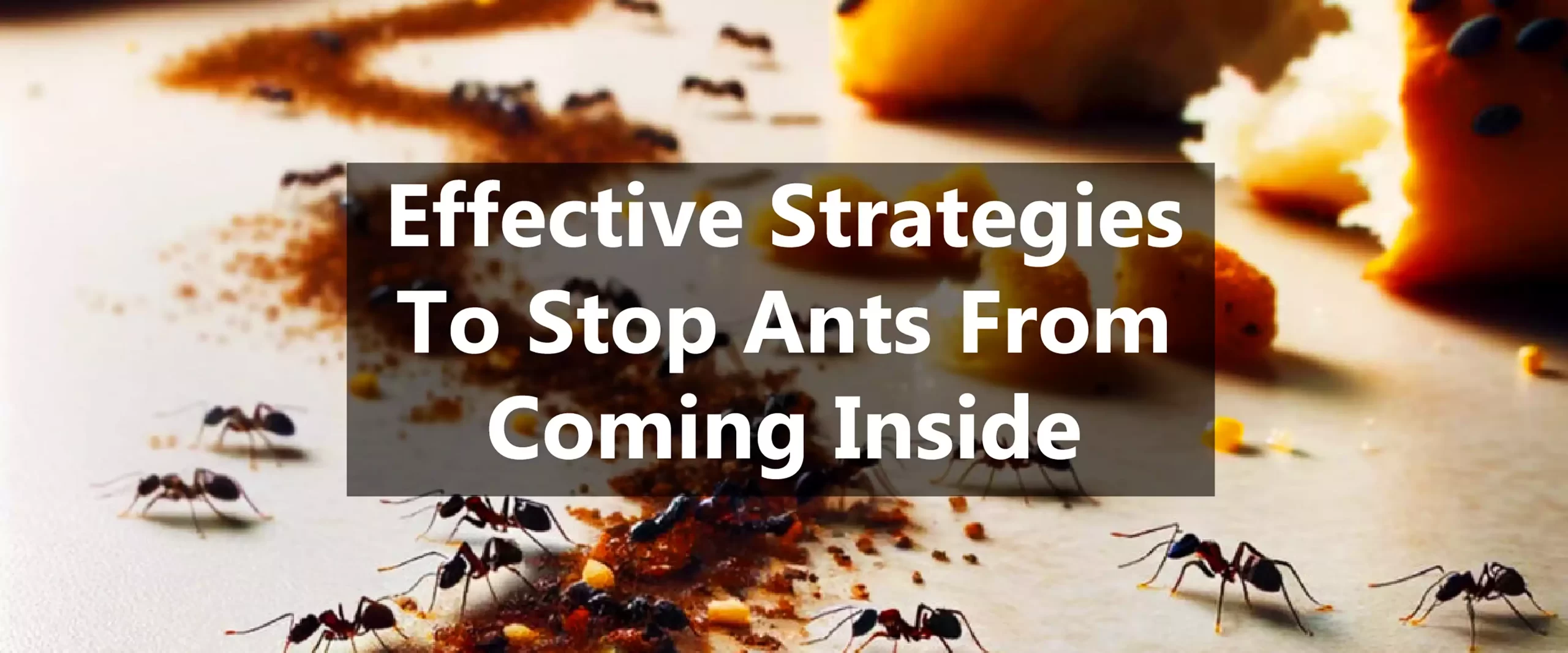 Keeping Your Home Ant-Free: Effective Strategies to Stop Ants from Coming Inside
