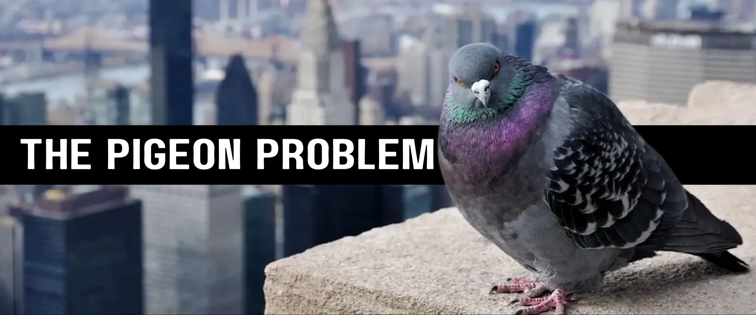 how to outsmart winged city dwellers in NYC to reclaim your urban space
