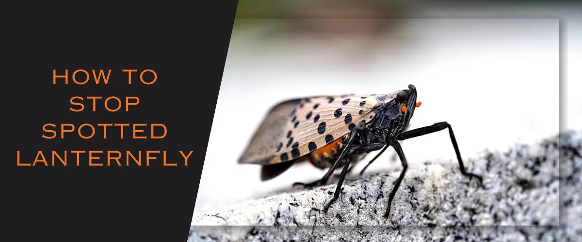 How to stop spotted lanternfly, an Unchecked Invader in New York City?