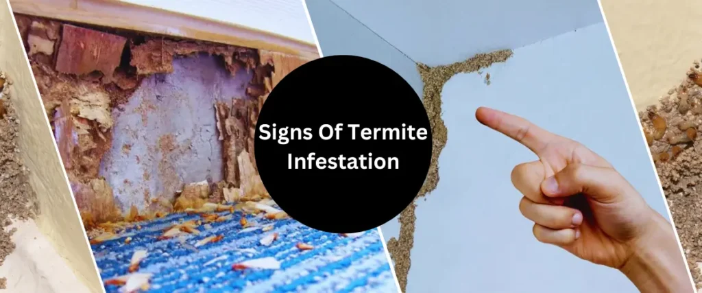 Signs of termite infestation