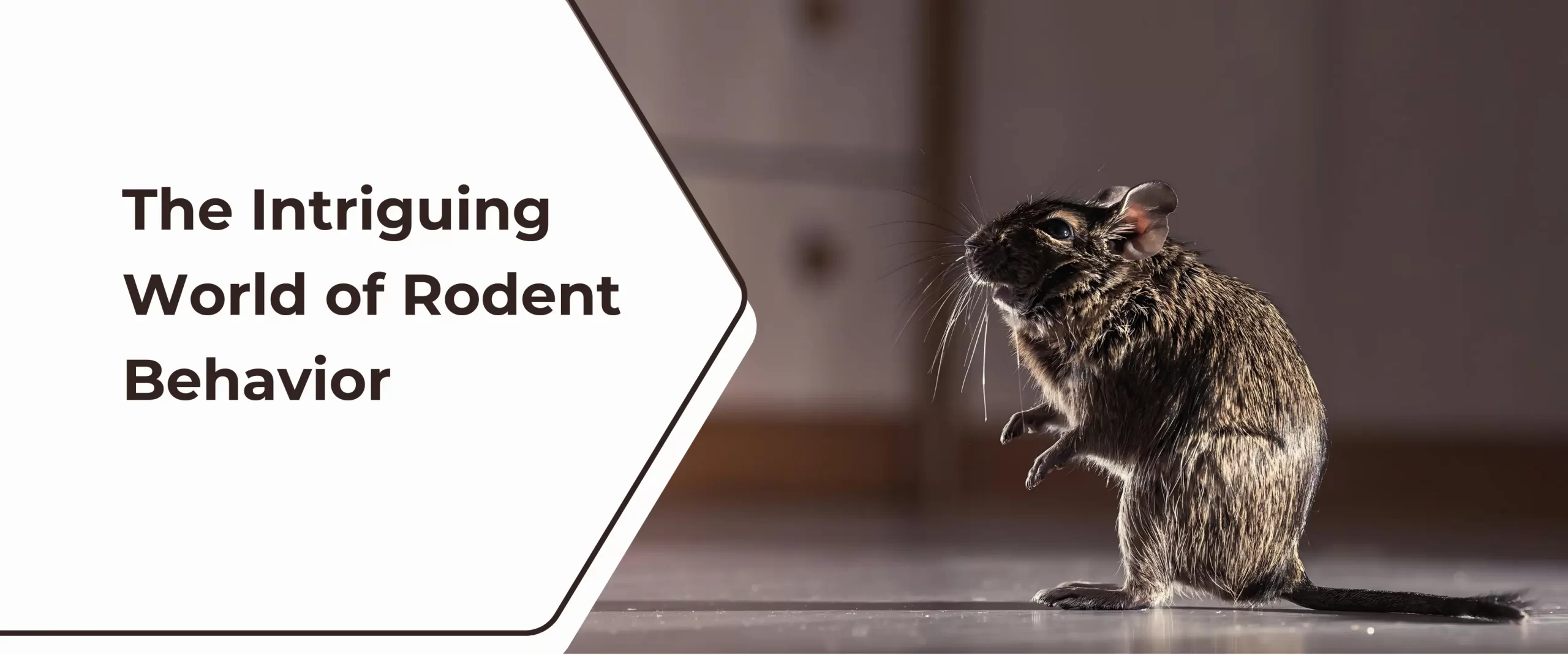 The Intriguing World of Rodent Behavior
