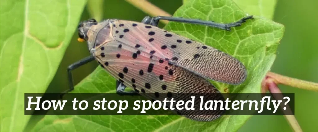How to stop spotted lanternfly