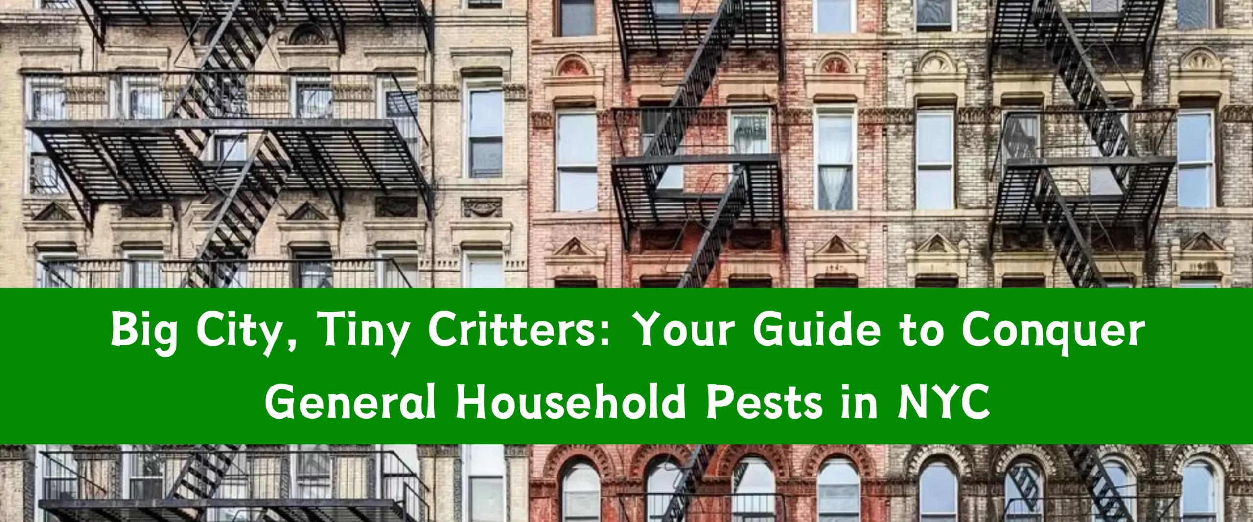 Your Guide to Conquer General Household Pests in NYC