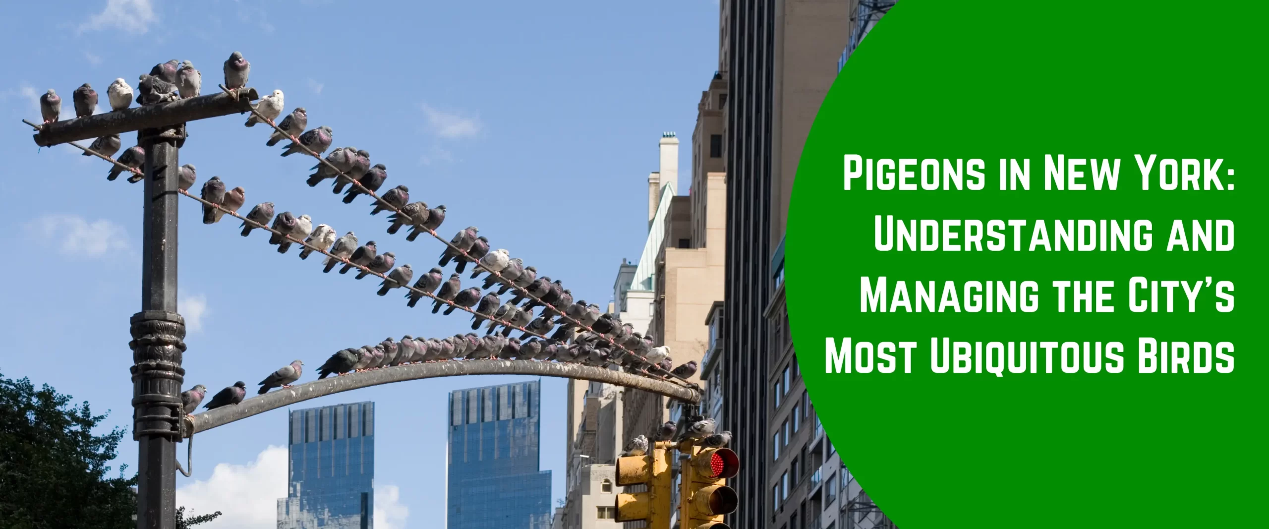 Pigeons in New York: Managing the City’s Most Ubiquitous Birds