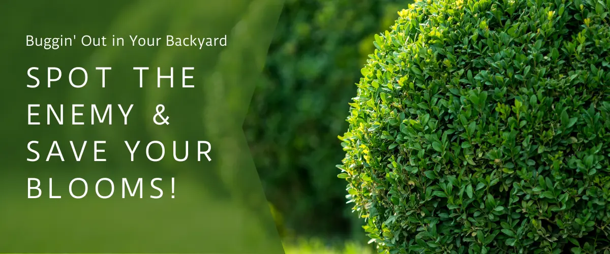 Buggin’ Out in Your Backyard: Spot the Enemy & Save Your Blooms!