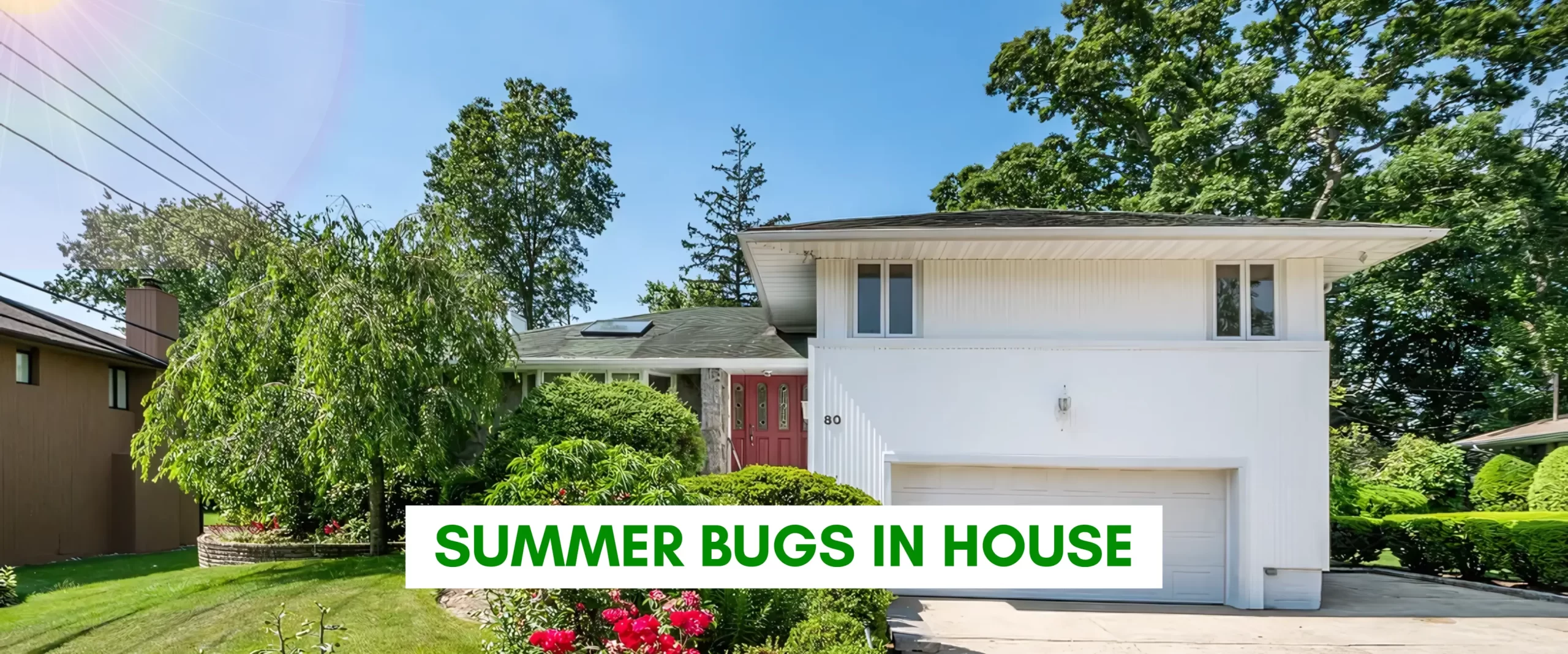 Summer Bugs in House: How to Keep Them Out and Why They Invade