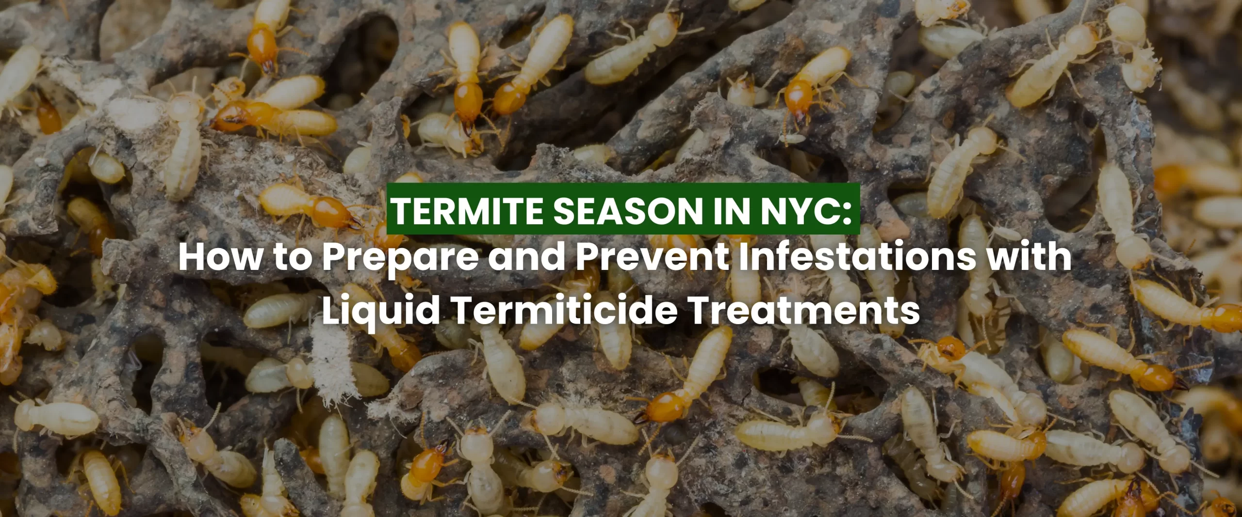How to Prepare and Prevent Infestations with Insecticide Termiticide