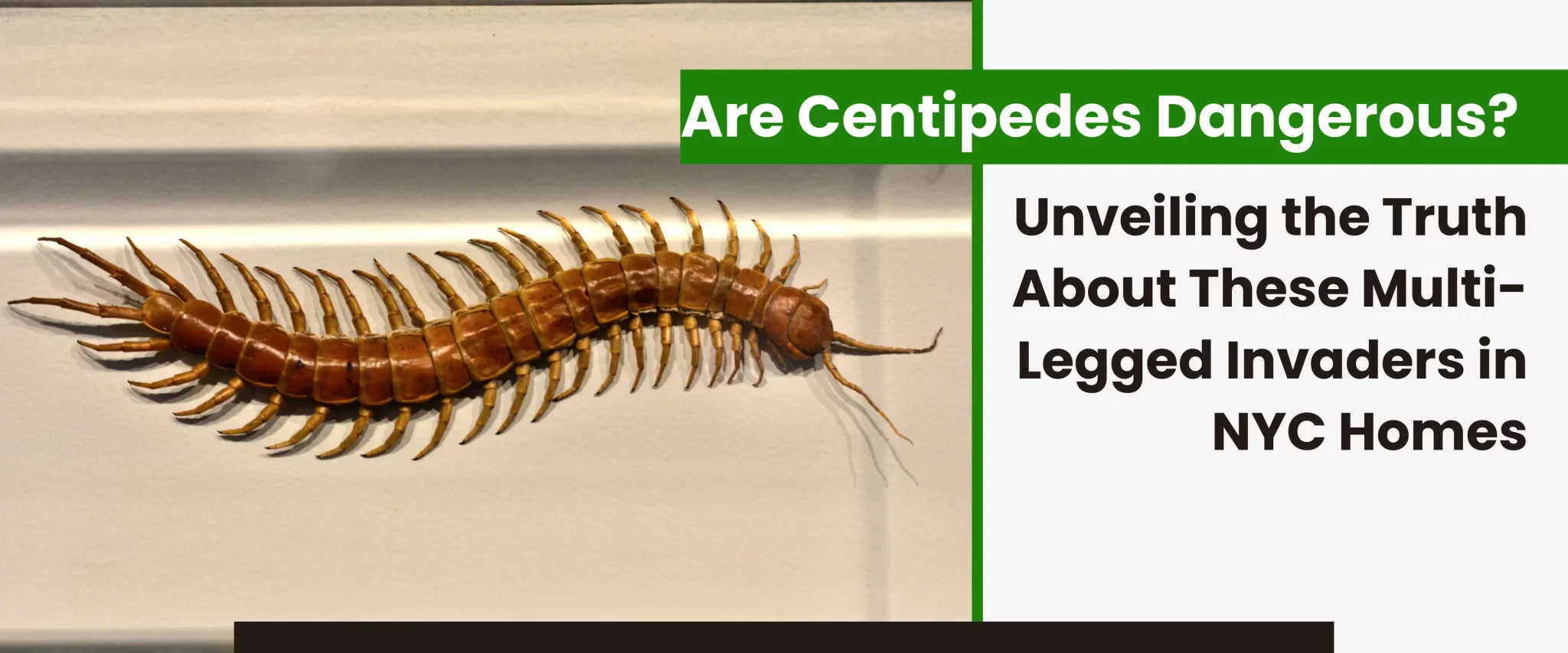 Are Centipedes Dangerous?