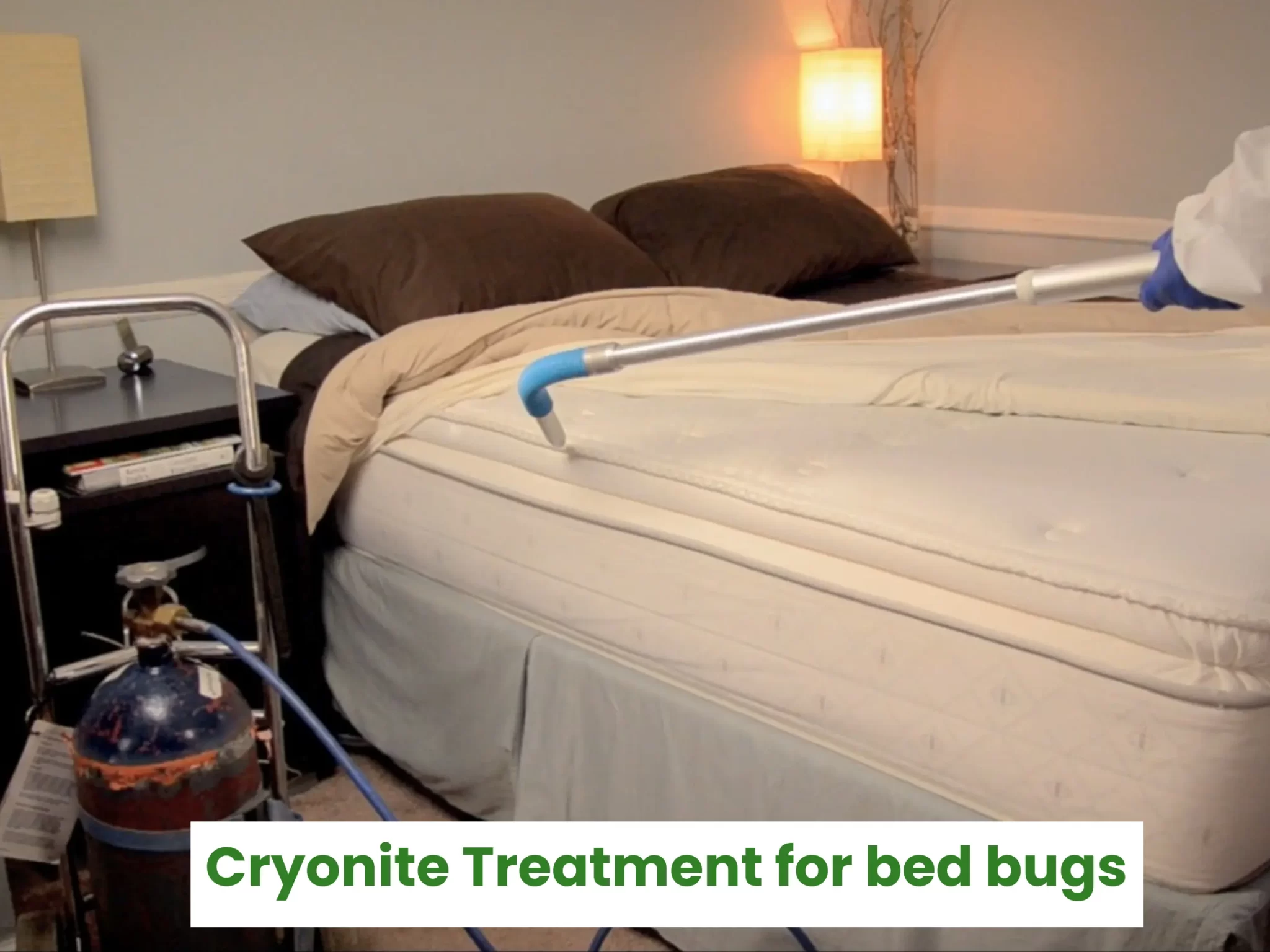 Bed Bug Blues? Cryonite Treatment For Bed Bugs To Rescue!