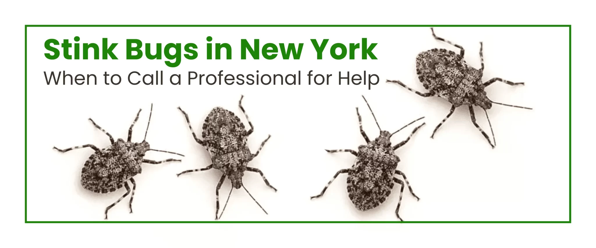 Stink Bugs in New York: When to Call a Professional for Help
