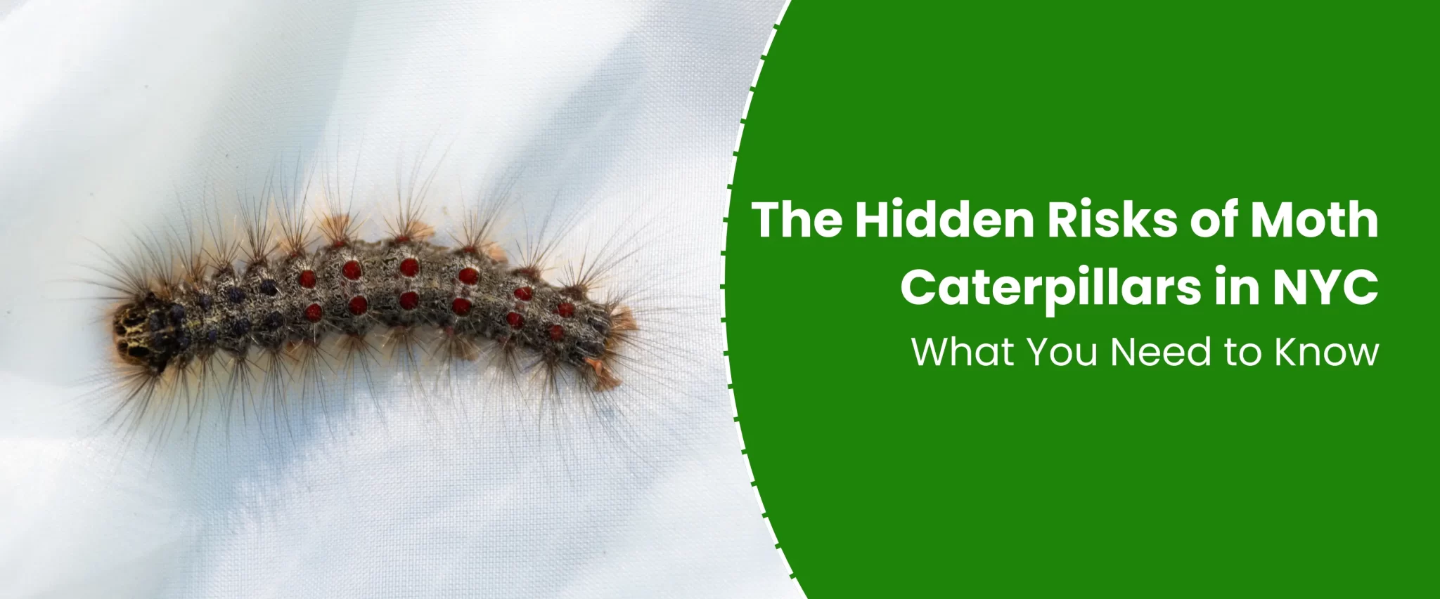 The Hidden Risks of Moth Caterpillars in NYC: What You Need to Know