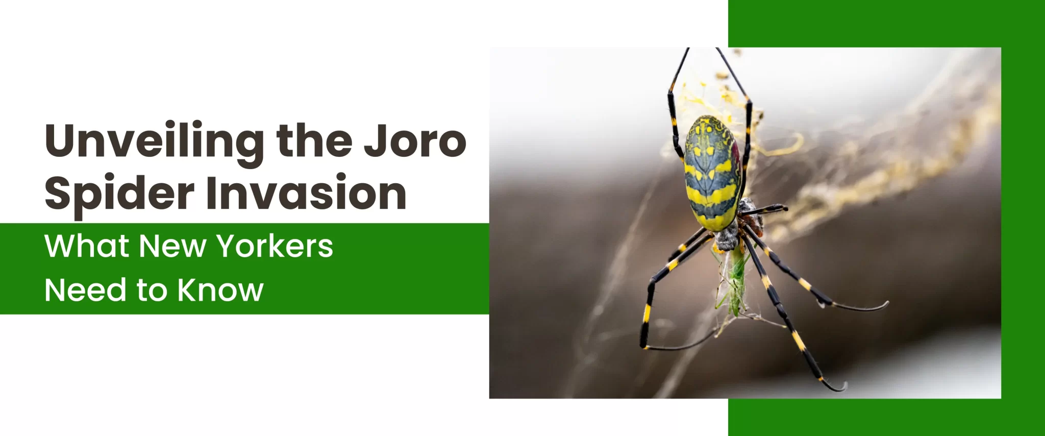 Unveiling the Joro Spider Invasion: What New Yorkers Need to Know