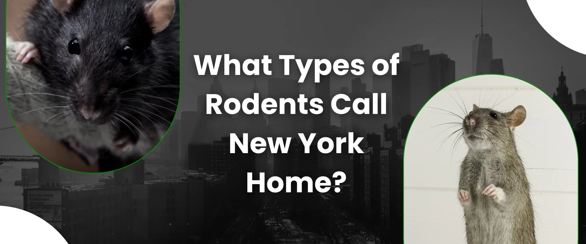 What Types of Rodents Call New York Home?