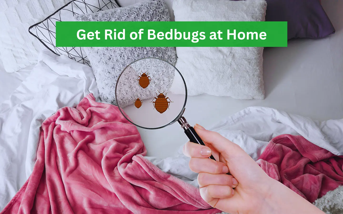 How to Get Rid of Bedbugs at Home