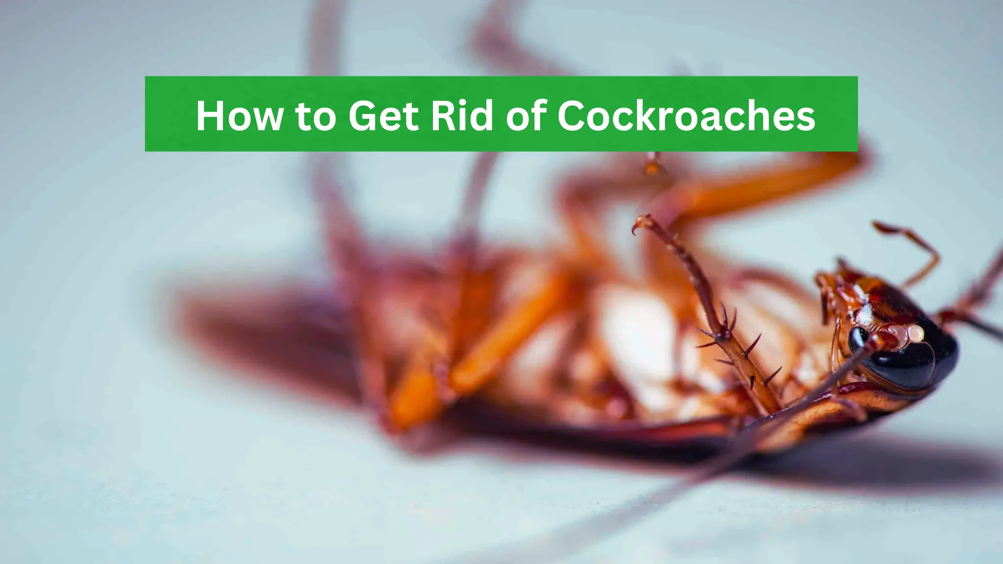 How to Get Rid of Cockroaches and Prevent Infestations