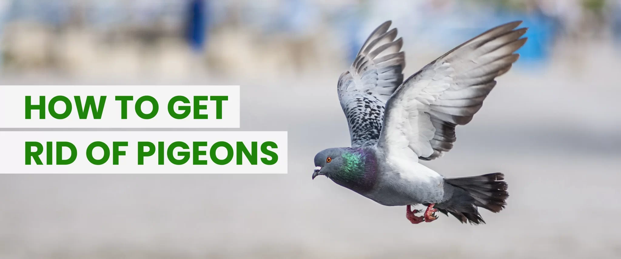 How to Get Rid of Pigeons: A Comprehensive Guide