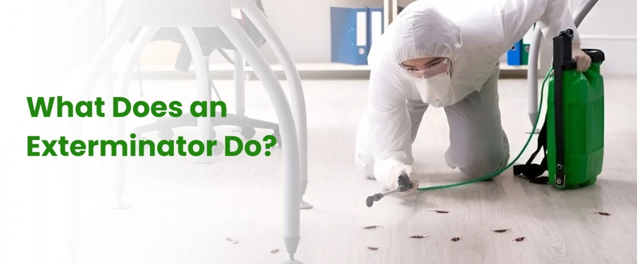 What Does an Exterminator Do? A Look Into Pest Control Services