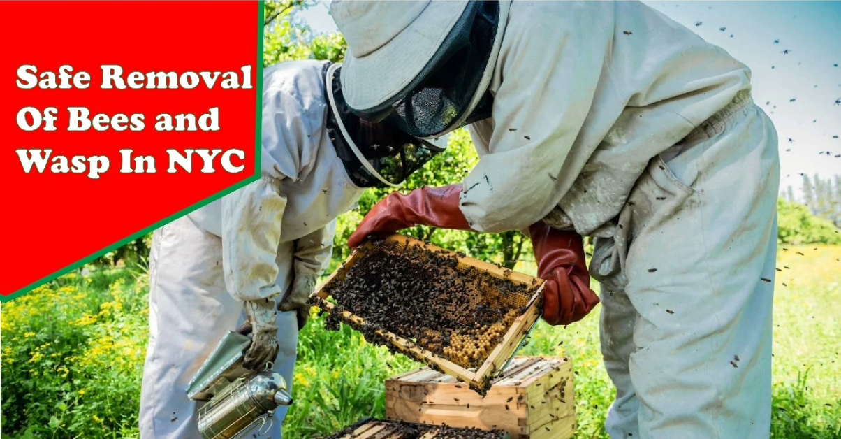 Beekeepers in protective gear safely removing a beehive during professional bee and wasp removal service in New York City