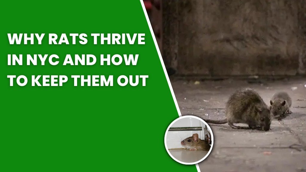 Why Rats Thrive in NYC—and How to Keep Them Out