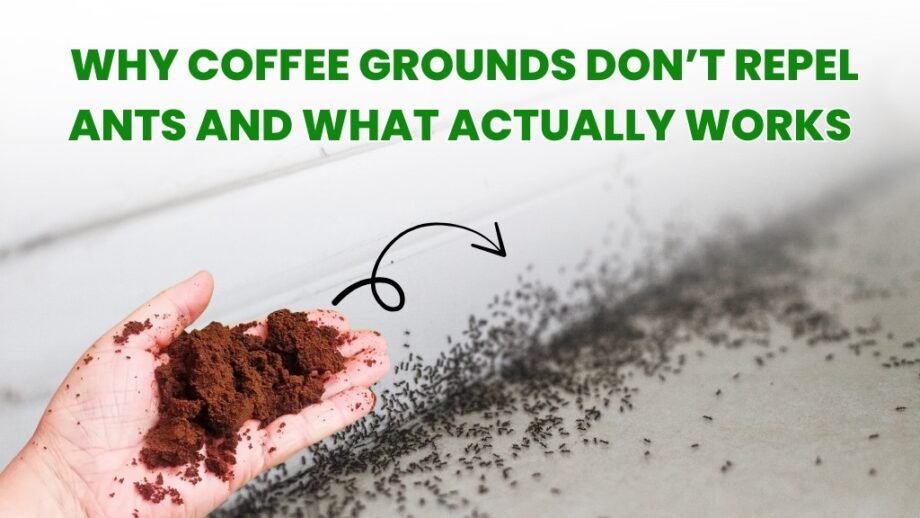 A hand spilling coffee grounds near a trail of ants, debunking the myth that coffee grounds repel ants.