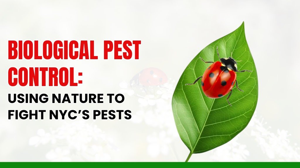 Ladybug on a green leaf representing biological pest control methods used in NYC to fight pests naturally and reduce chemical pesticide use.