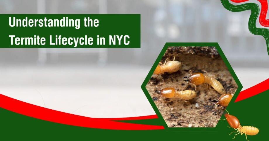 Close-up of termites on wood illustrating the termite lifecycle and infestation stages in NYC.