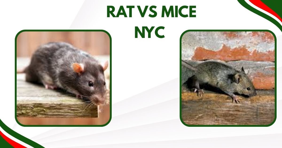 Rat vs. Mouse: How to Tell the Difference 
