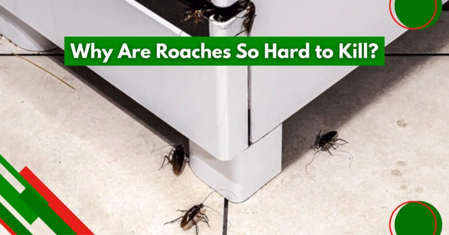 Multiple cockroaches crawling under a kitchen cabinet, showing signs of a persistent roach infestation and resilience.