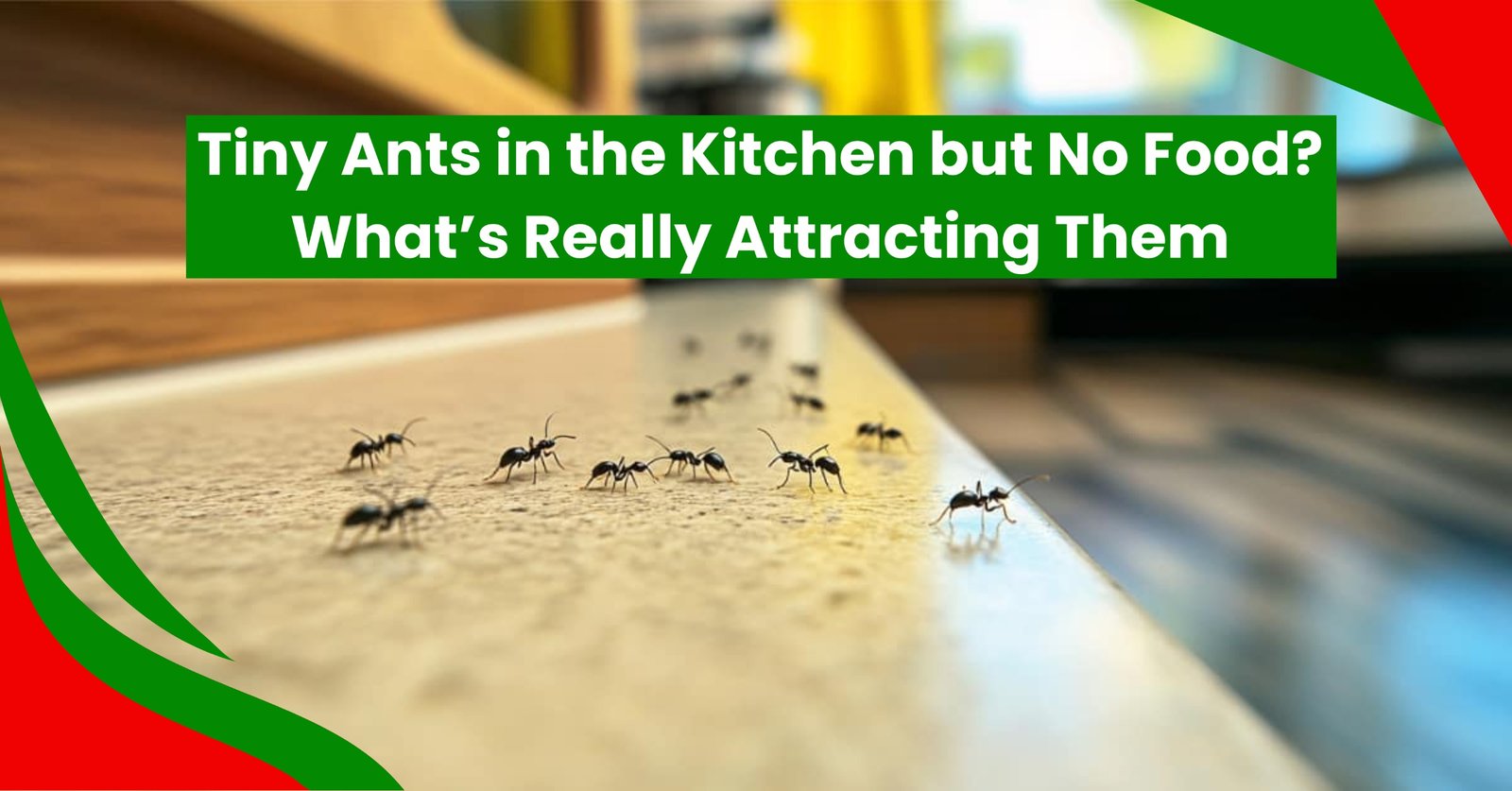 Tiny Ants in the Kitchen but No Food? What’s Really Attracting Them