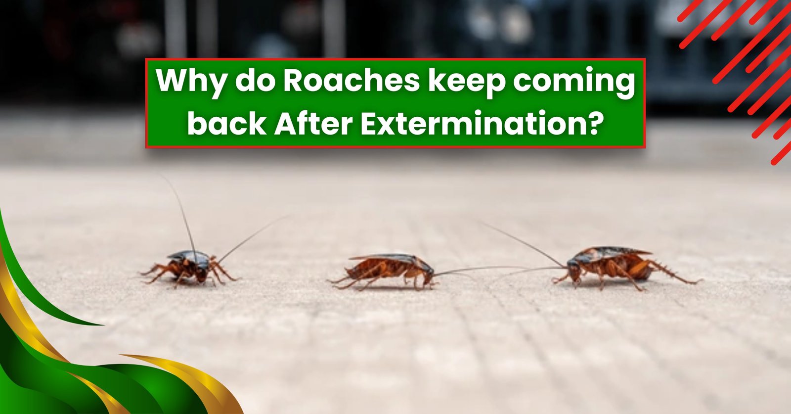Why Roaches Keep Coming Back After Extermination in NYC?