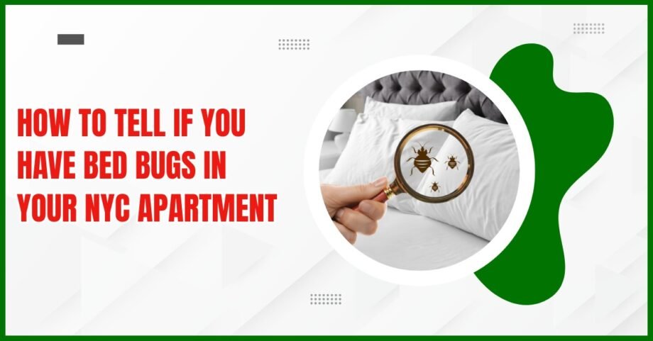 Hand holding magnifying glass inspecting bed bugs on mattress in a New York City apartment bedroom.