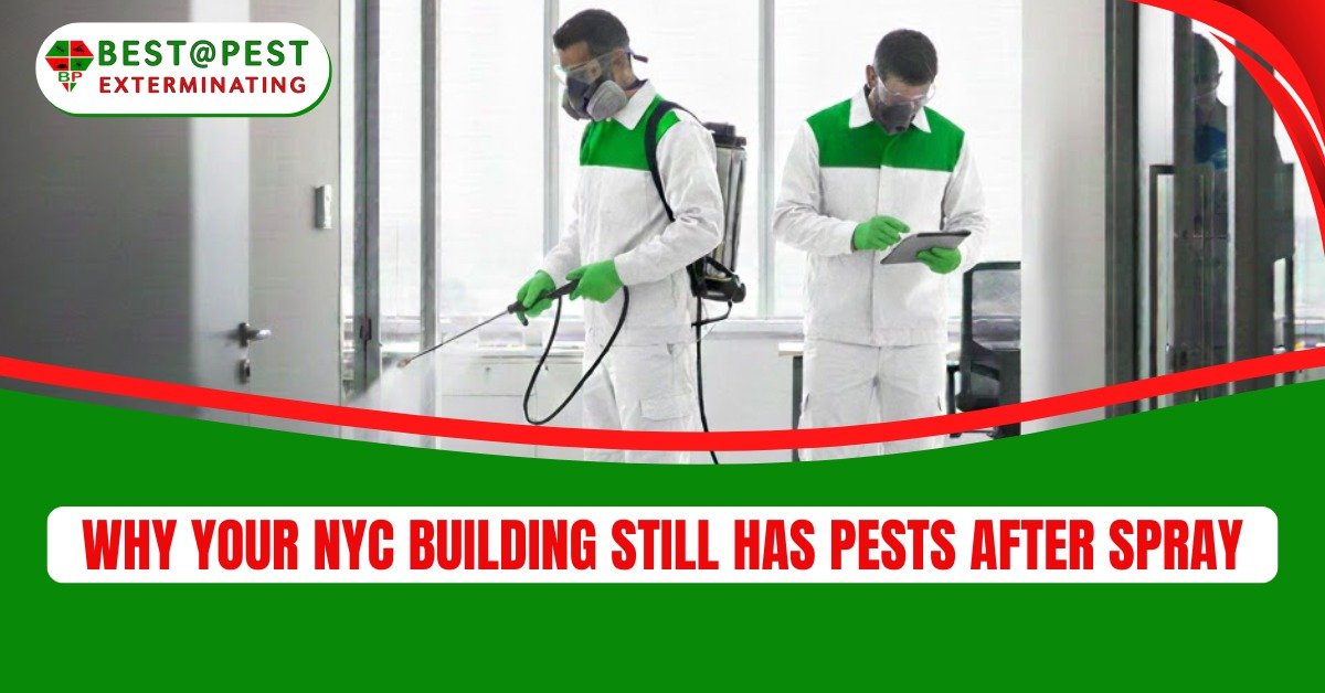 Why Your NYC Building Still Has Pests After Spray?