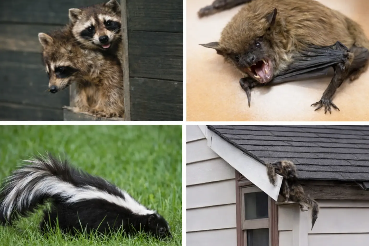 NYC Wildlife Pests (Raccoons, Squirrels, Possums) & What You Can Do About It
